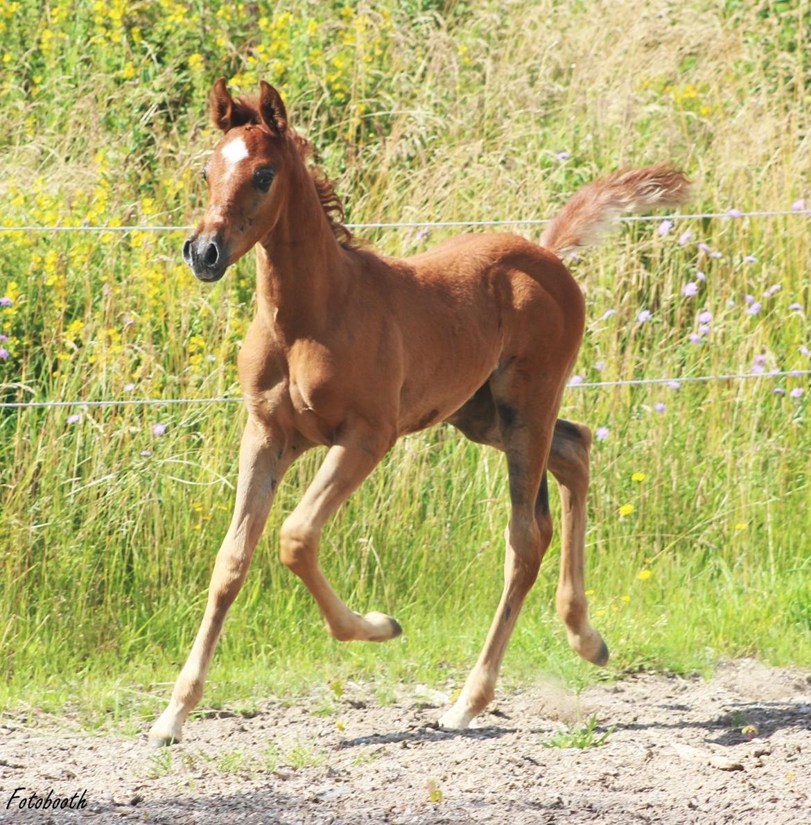 Arabisk fuldblod (OX) Ghalal billede 2