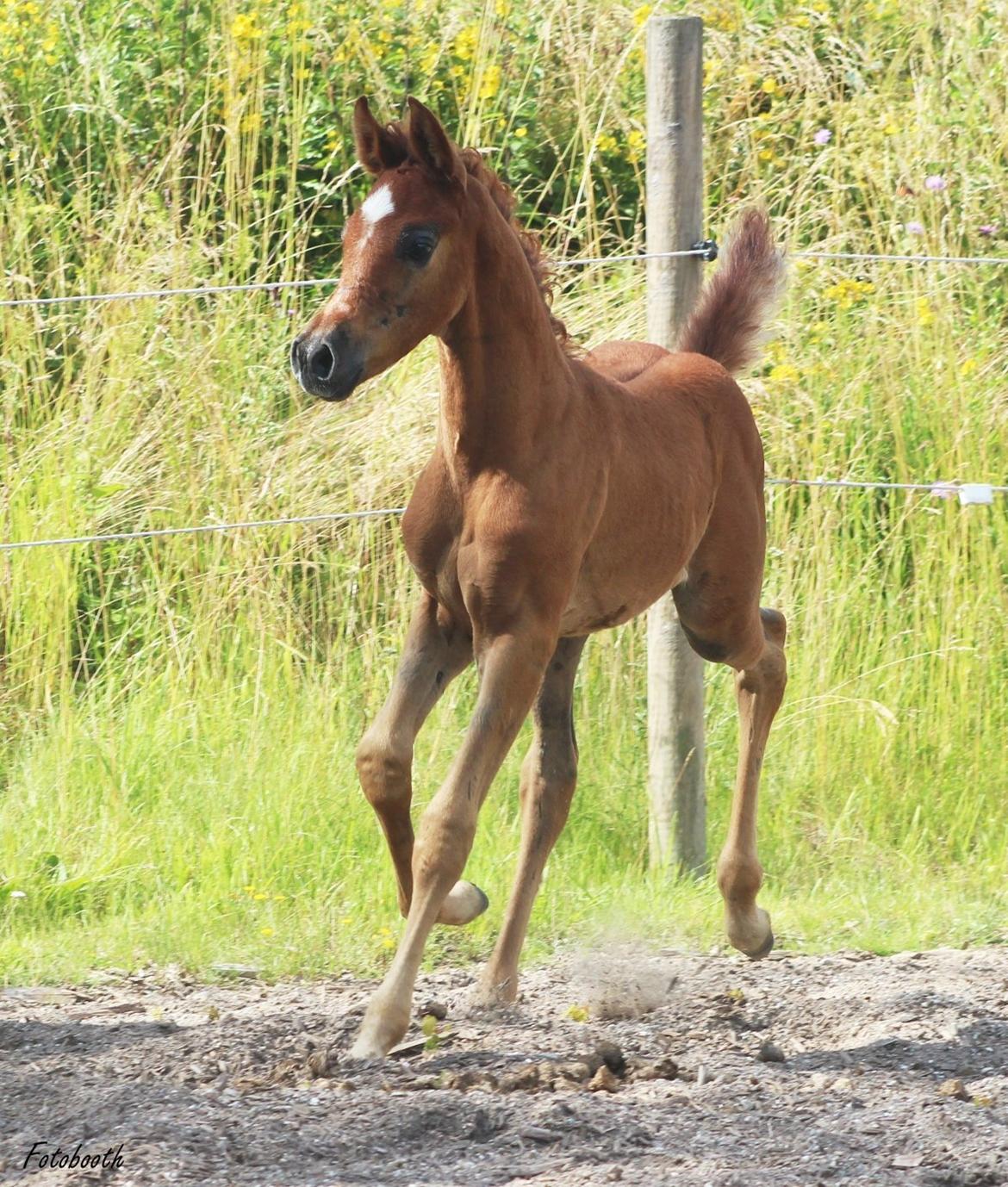 Arabisk fuldblod (OX) Ghalal billede 1