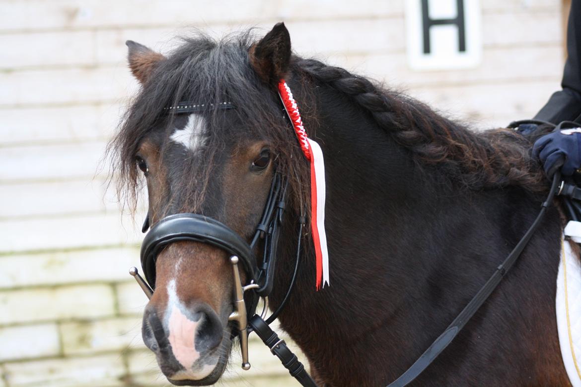 Anden særlig race Chloe billede 18