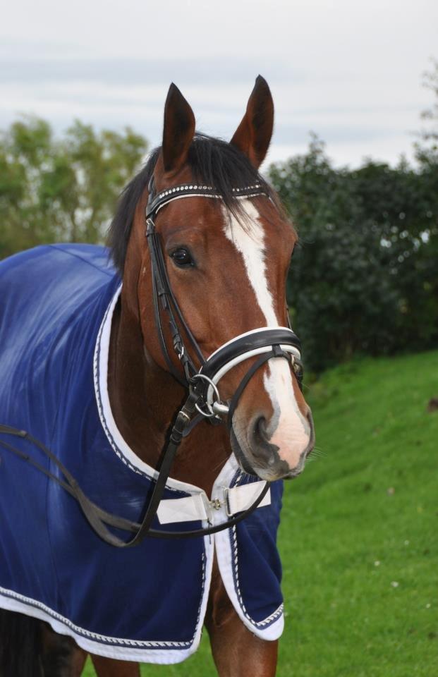 Oldenborg Narnio Roi - Han er da for smuk<3 :D
 billede 10