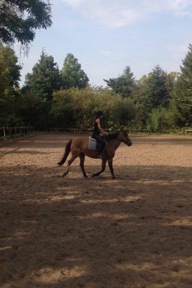 Anden særlig race Blixem - <3 billede 2