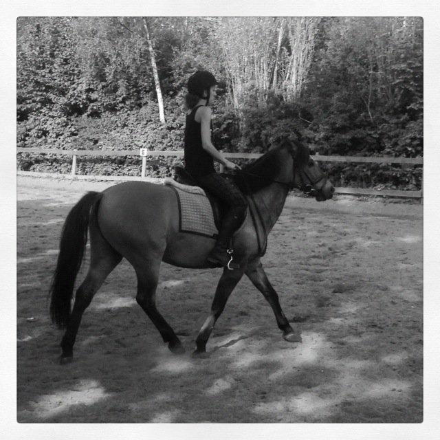 Anden særlig race Blixem - søde pony:) billede 3