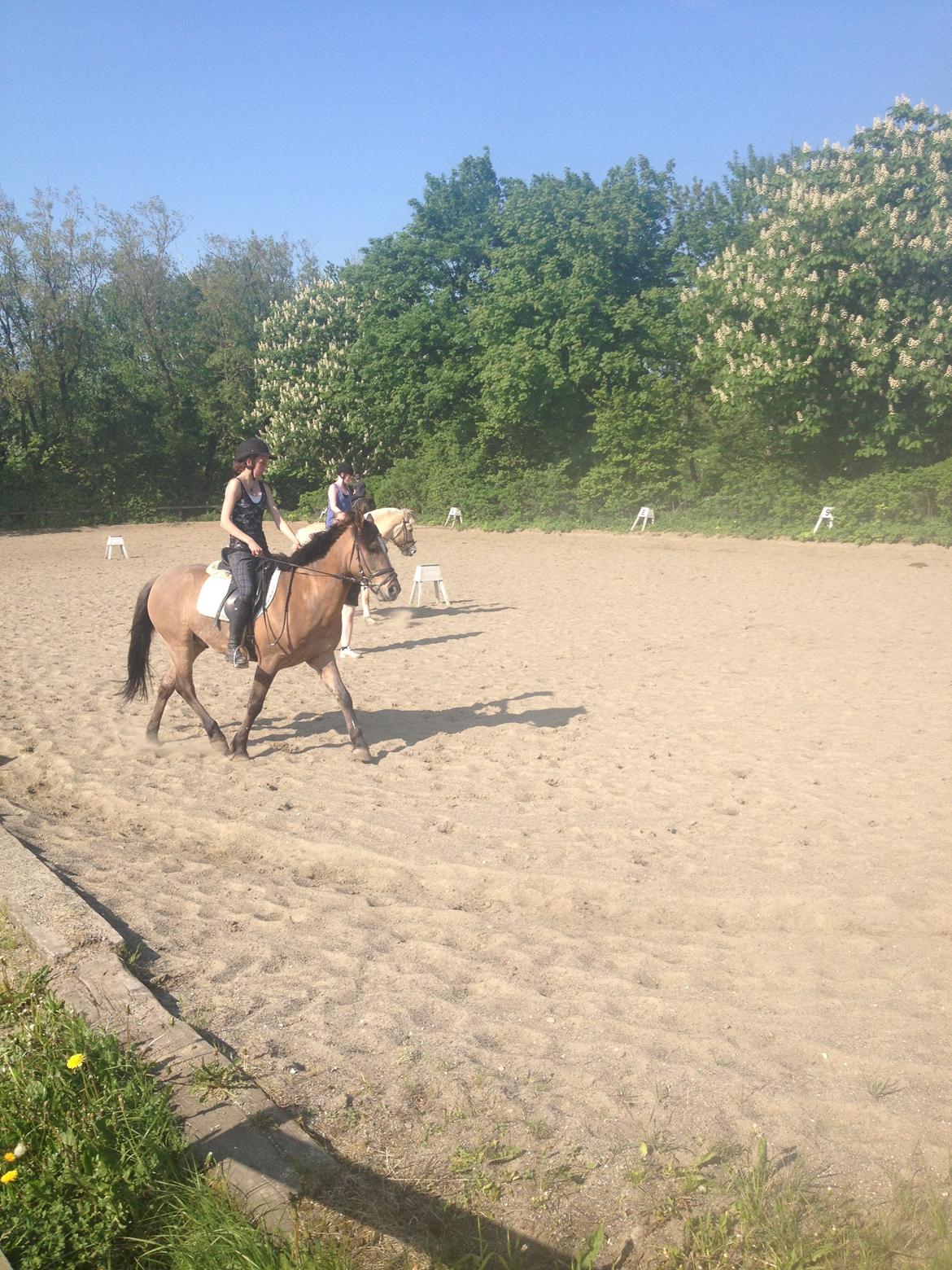 Anden særlig race Blixem - :D billede 4