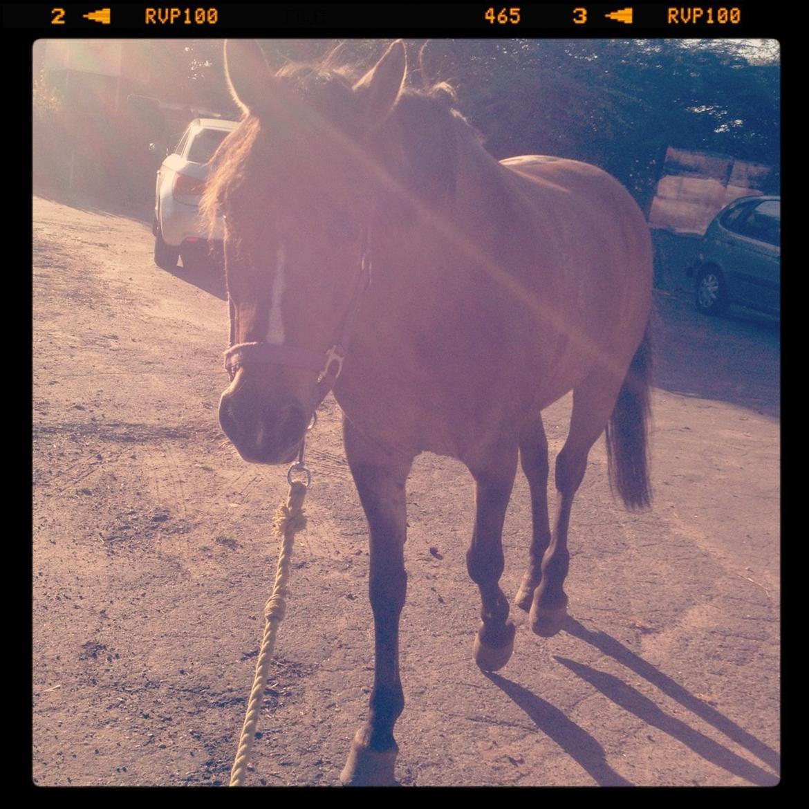 Anden særlig race Blixem - :P billede 12