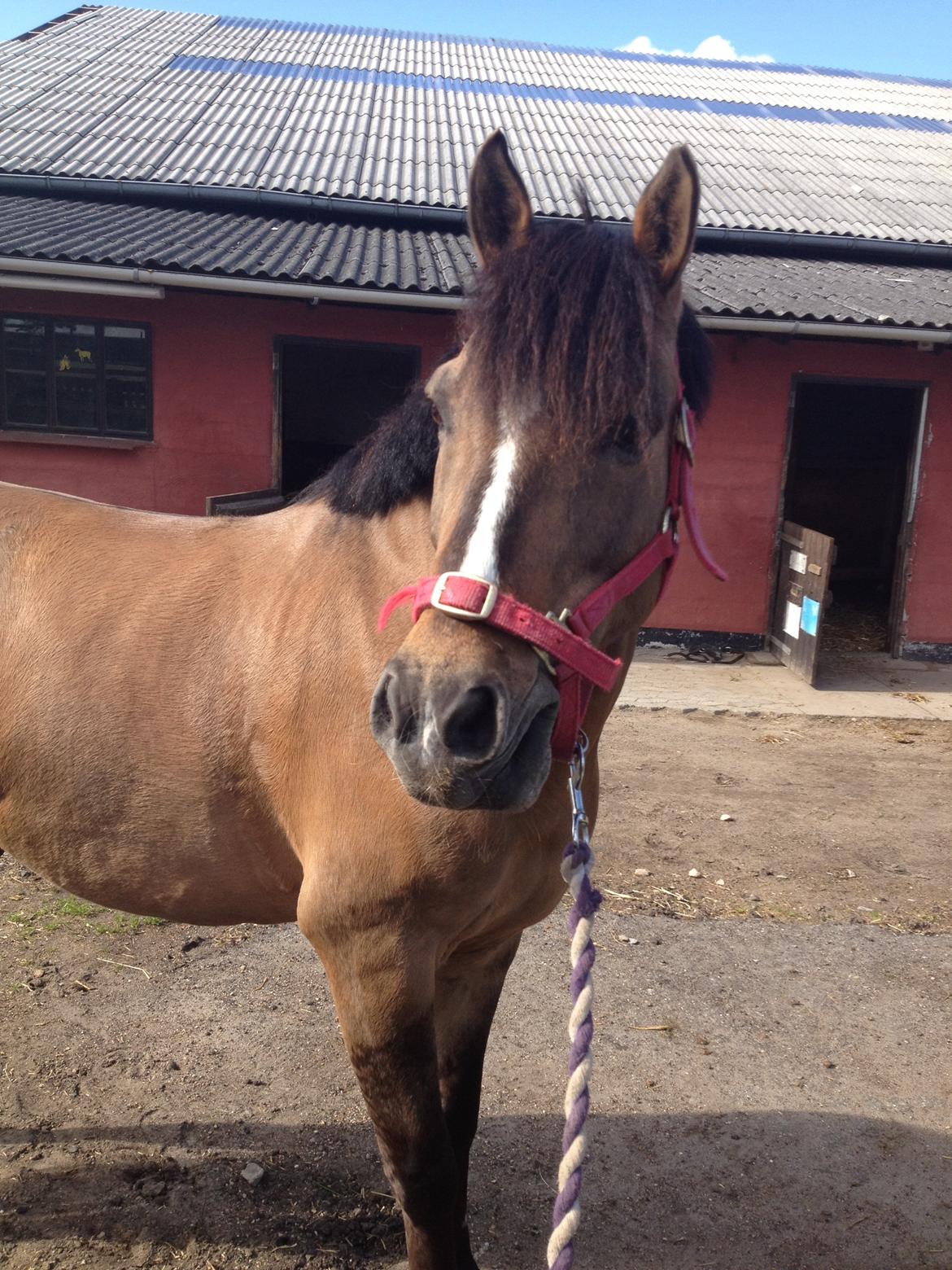 Anden særlig race Blixem - smukke dreng:) billede 13