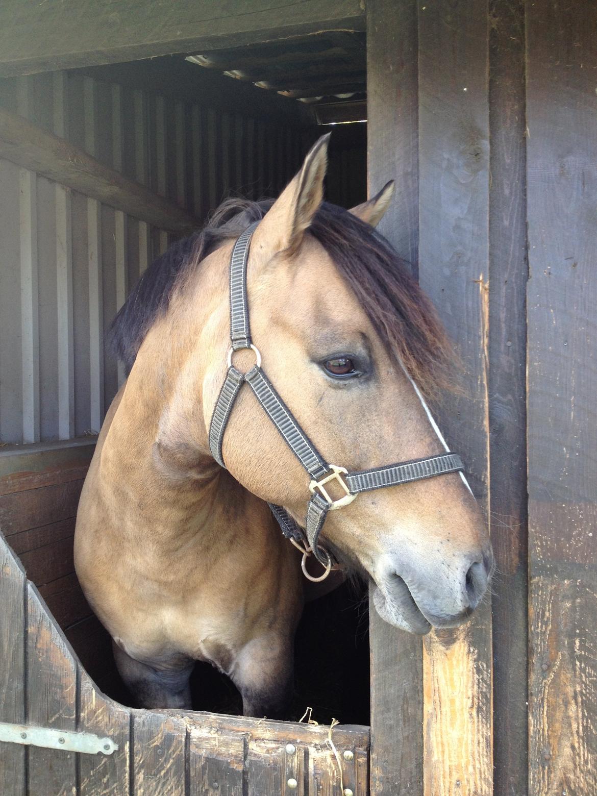 Anden særlig race Blixem - You are beautiful:) billede 14