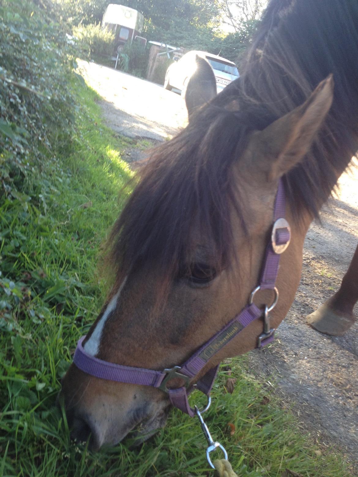 Anden særlig race Blixem - nam nam græs smager godt:D billede 16