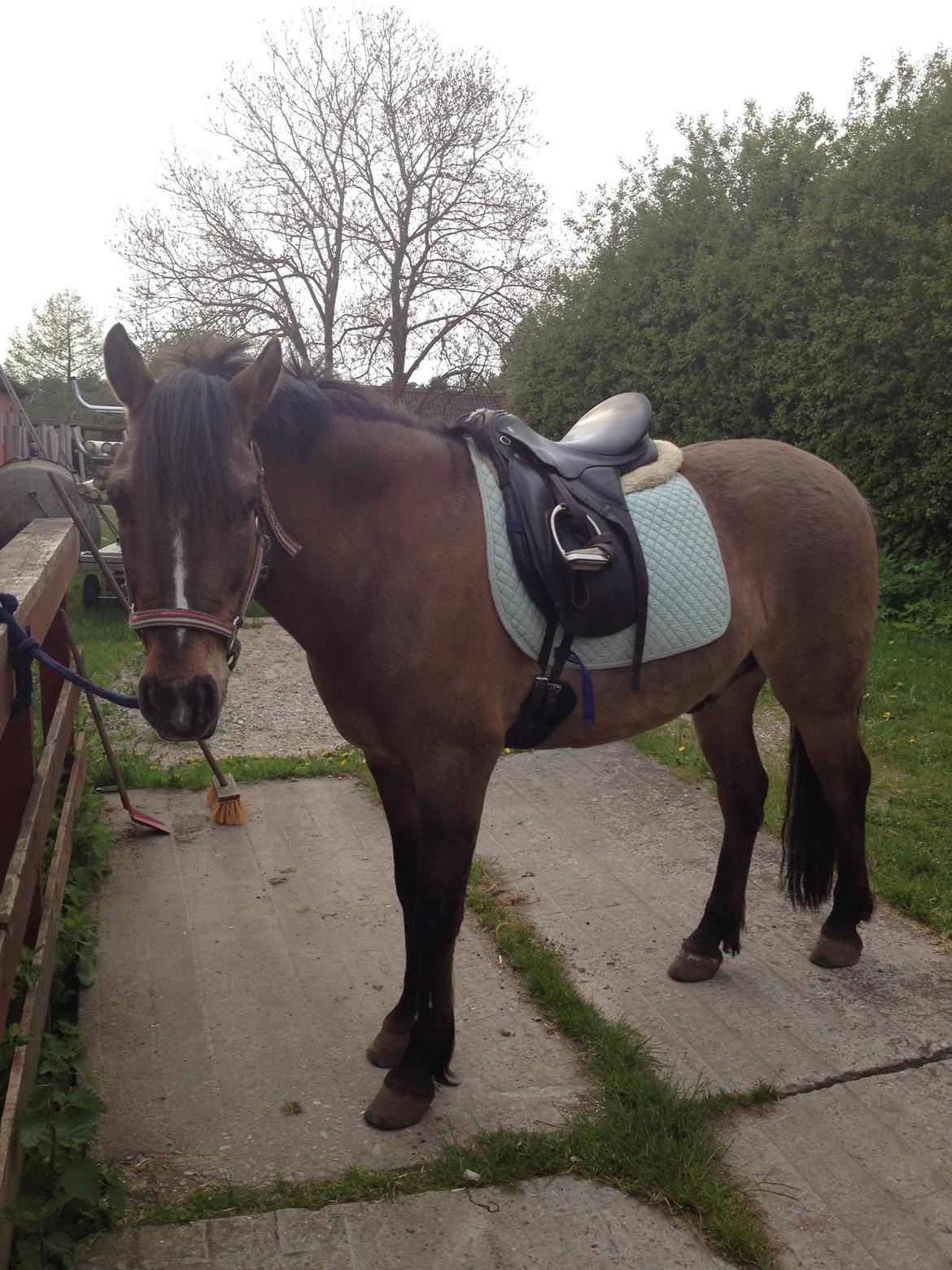 Anden særlig race Blixem - :) billede 19