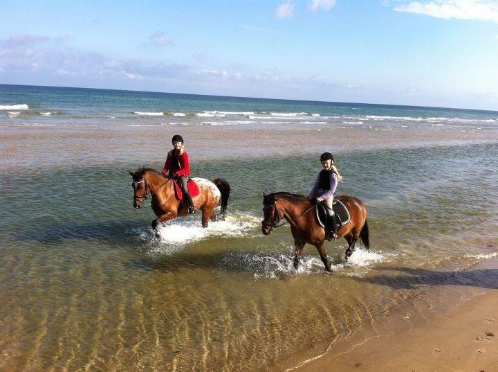 Anden særlig race Ferrai - På stranden for første gang med Leonora;-) billede 3