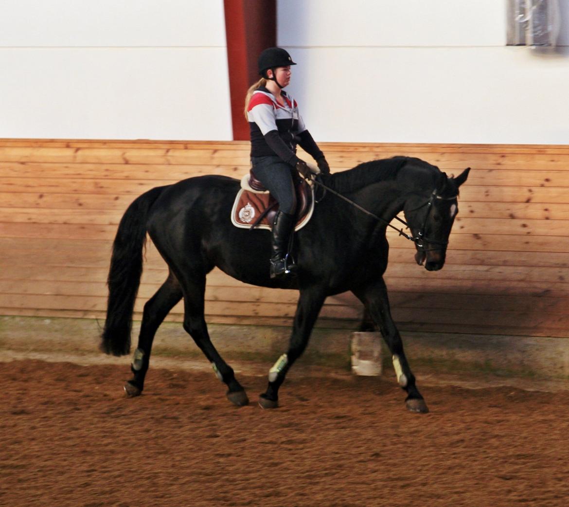 Dansk Varmblod - Carnival (B-HEST) [HIMMEL HEST] - 17) billede 17