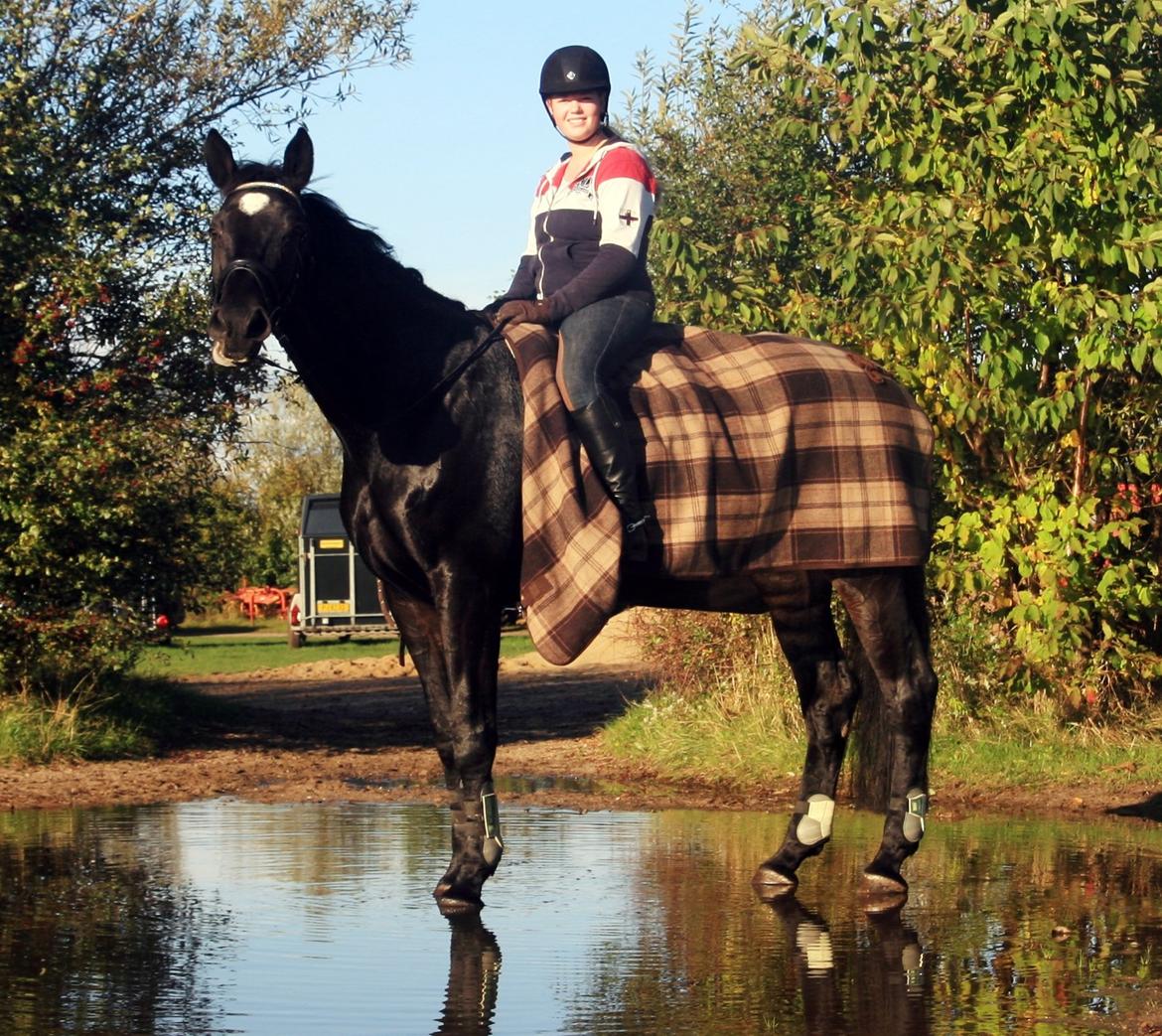 Dansk Varmblod - Carnival (B-HEST) [HIMMEL HEST] - 9) billede 9