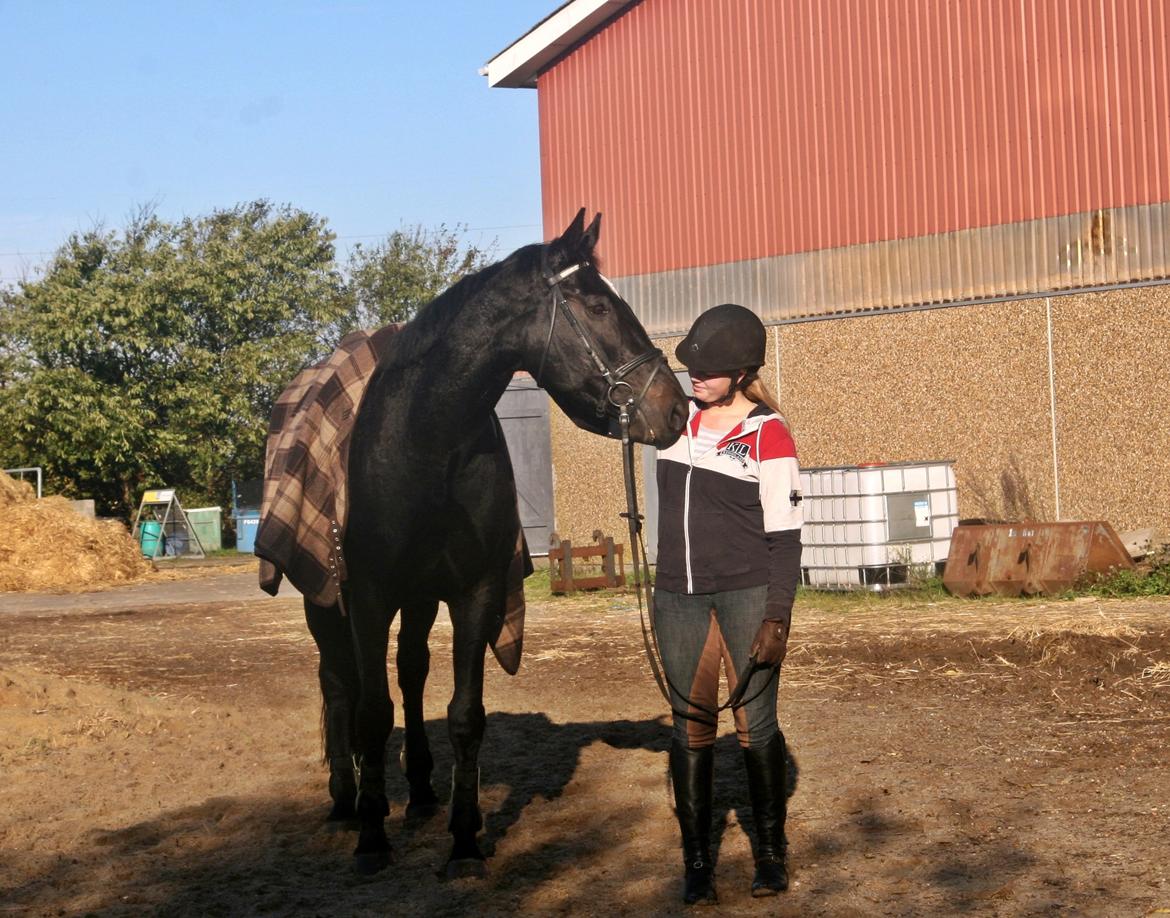 Dansk Varmblod - Carnival (B-HEST) [HIMMEL HEST] - 19) billede 19