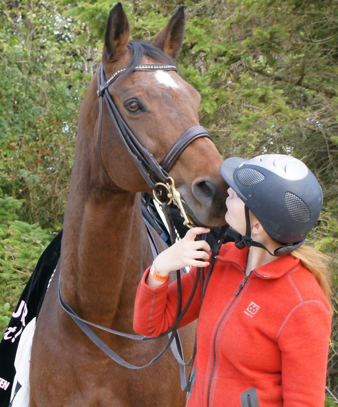 Dansk Varmblod Seduc - A Hest billede 3