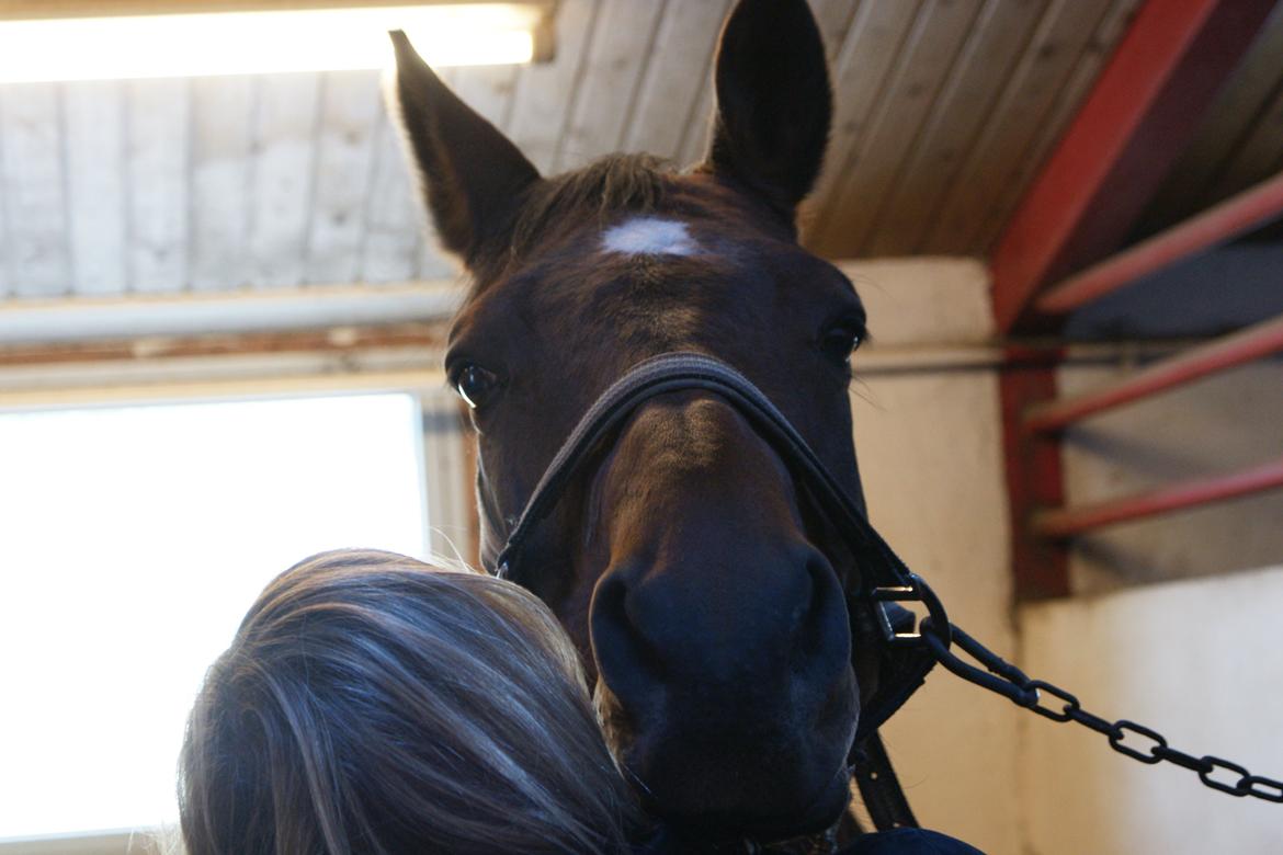 Dansk Varmblod Seduc - A Hest billede 11