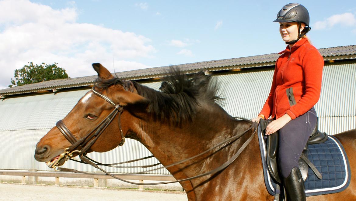 Dansk Varmblod Seduc - A Hest billede 15