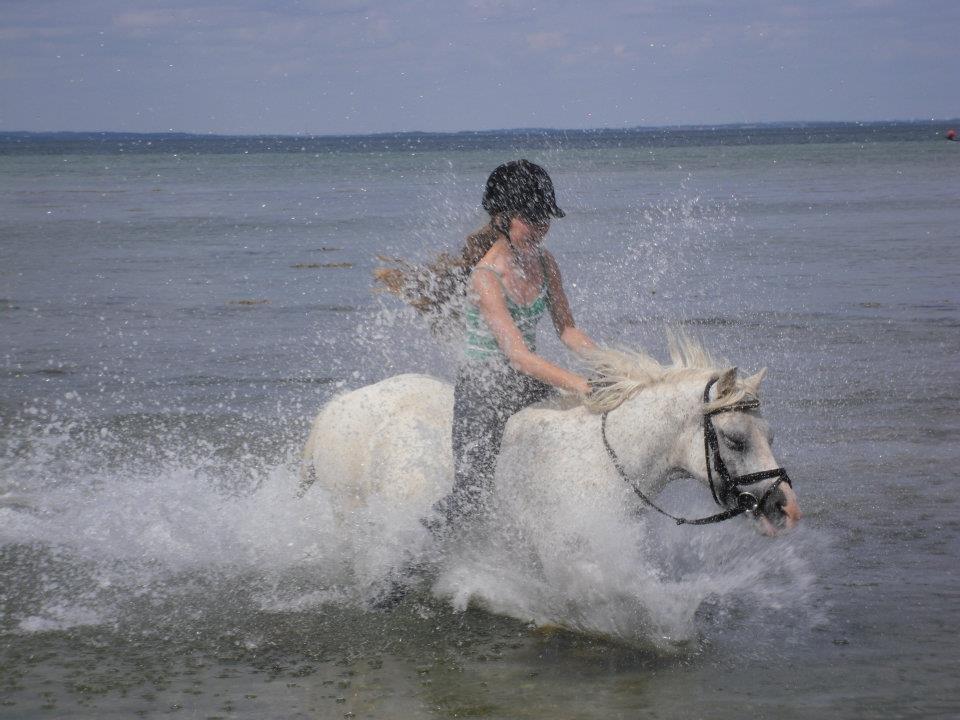 Anden særlig race Bella <3 Hvil i fred  <3 - Velkommen !
det her er bella´s profil håber i kan lide den ...

Melanie der rider Bella  billede 1