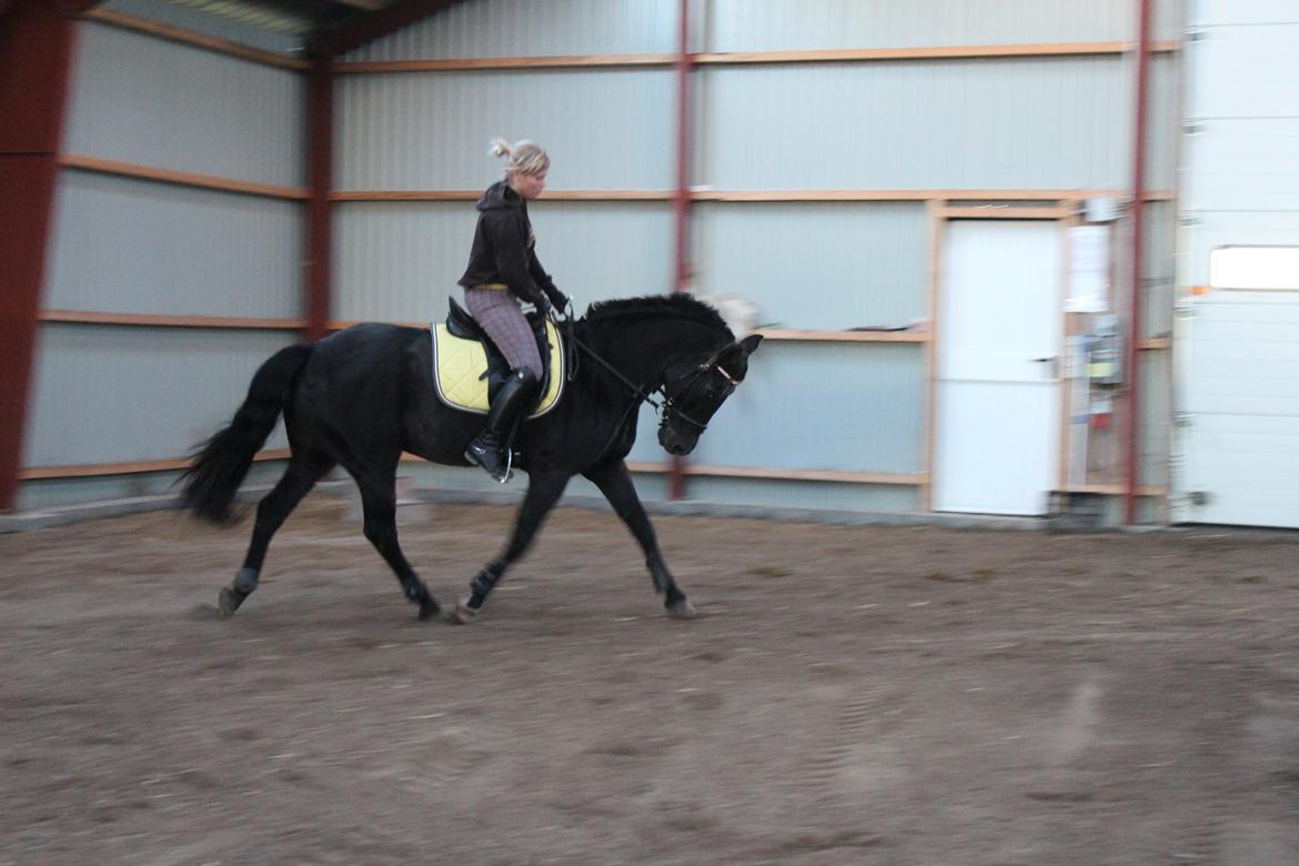 New Forest Odbjergs Bolette - Oktober 2012 :) billede 9