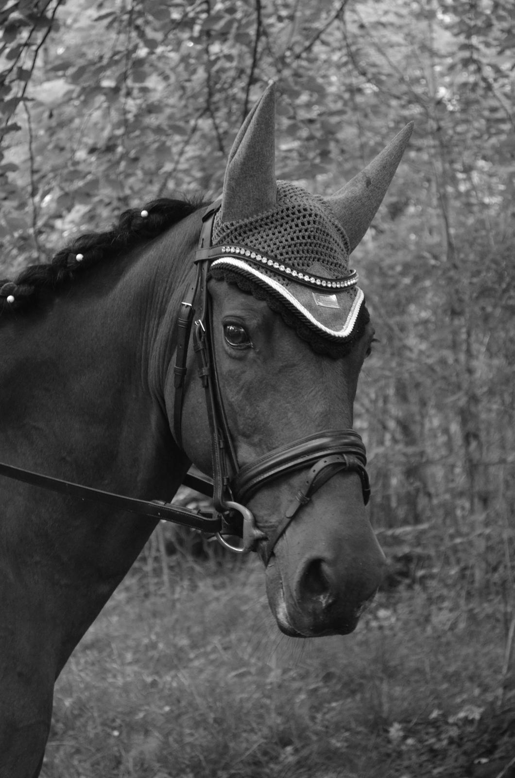 Welsh Cob (sec D) De Kuilen's Majoor Jan (Majoor) billede 2