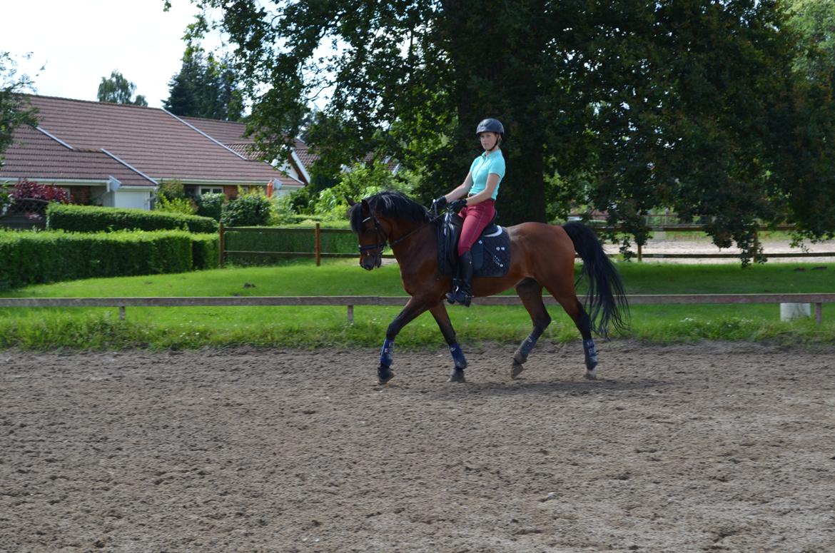 Welsh Cob (sec D) De Kuilen's Majoor Jan (Majoor) billede 3