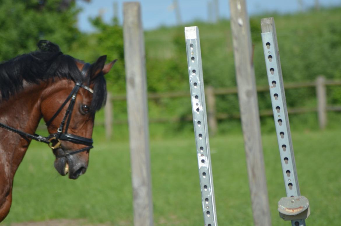 Welsh Cob (sec D) De Kuilen's Majoor Jan (Majoor) billede 4