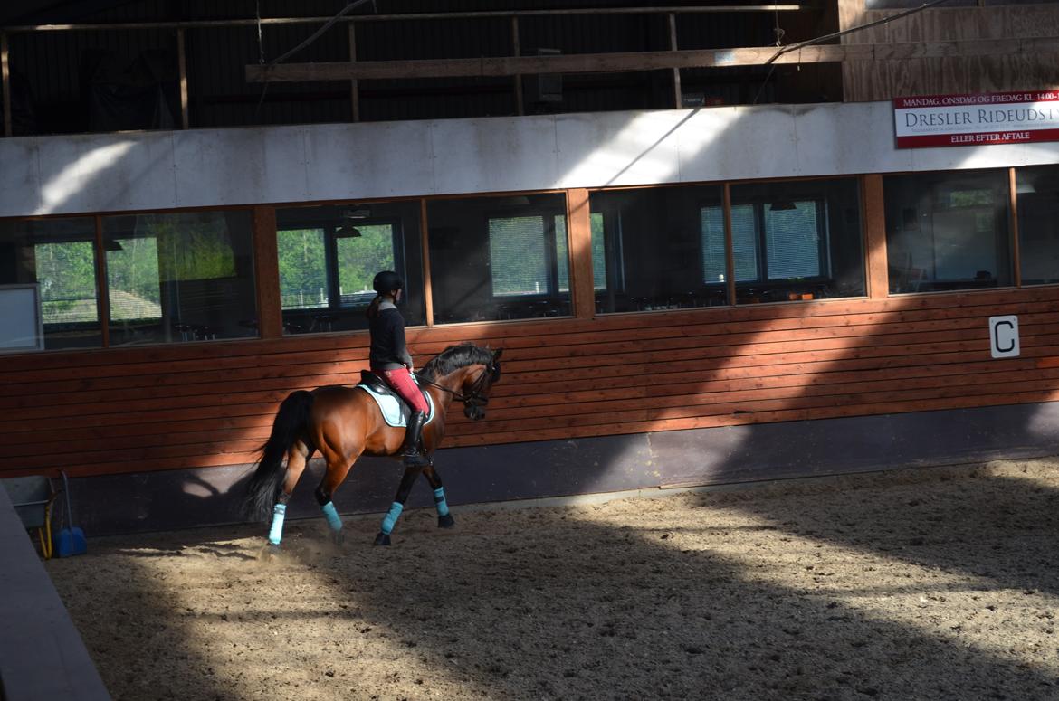 Welsh Cob (sec D) De Kuilen's Majoor Jan (Majoor) billede 5
