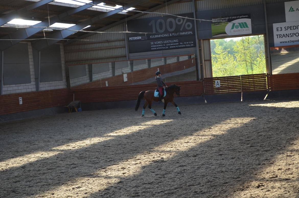 Welsh Cob (sec D) De Kuilen's Majoor Jan (Majoor) billede 7