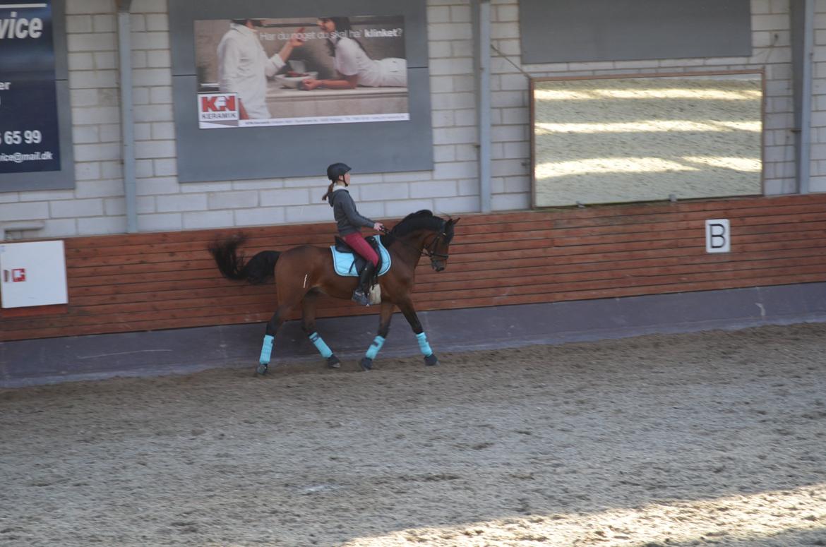 Welsh Cob (sec D) De Kuilen's Majoor Jan (Majoor) billede 8
