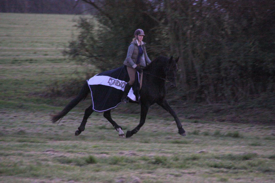 Dansk Varmblod Clarissa billede 19