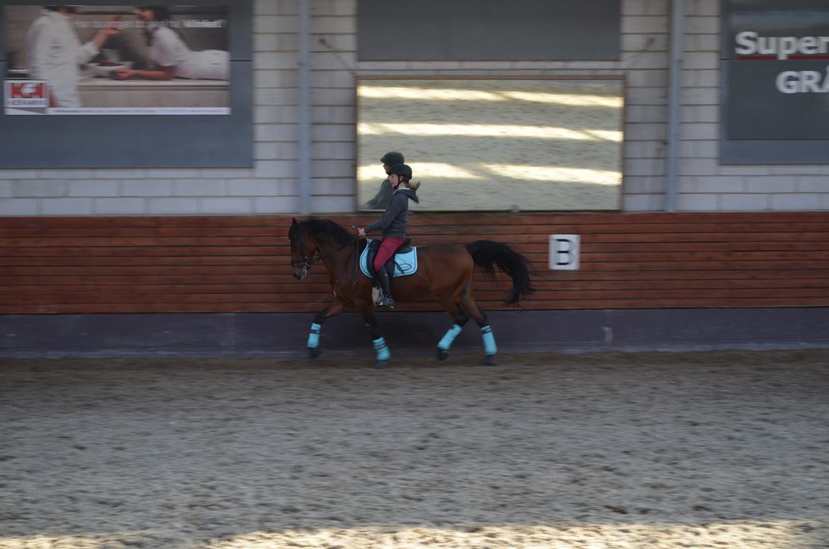 Welsh Cob (sec D) De Kuilen's Majoor Jan (Majoor) billede 9