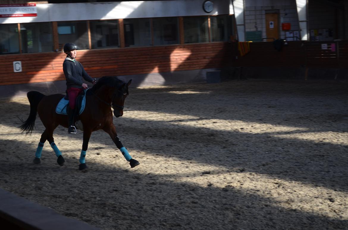 Welsh Cob (sec D) De Kuilen's Majoor Jan (Majoor) billede 10