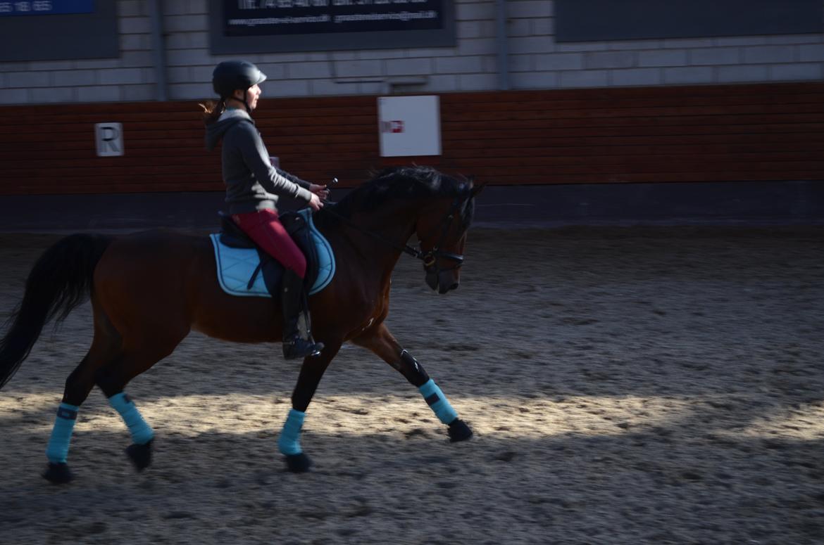 Welsh Cob (sec D) De Kuilen's Majoor Jan (Majoor) billede 11