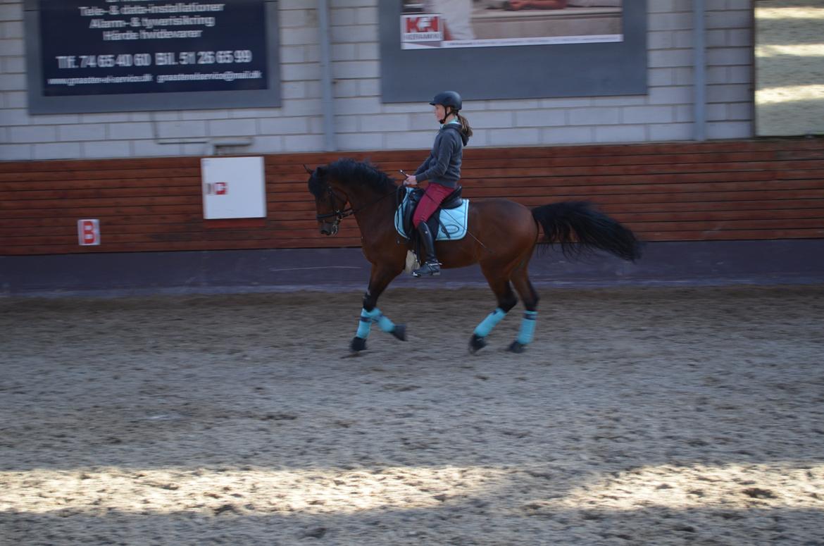 Welsh Cob (sec D) De Kuilen's Majoor Jan (Majoor) billede 12
