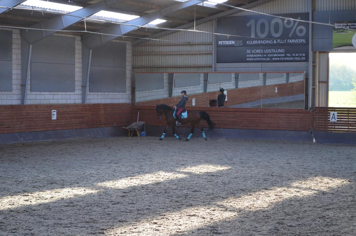 Welsh Cob (sec D) De Kuilen's Majoor Jan (Majoor) billede 13