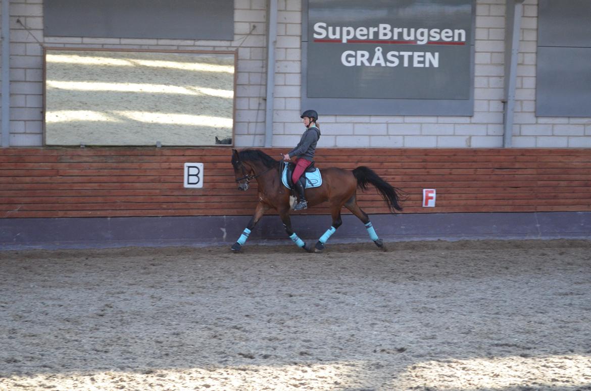 Welsh Cob (sec D) De Kuilen's Majoor Jan (Majoor) billede 14