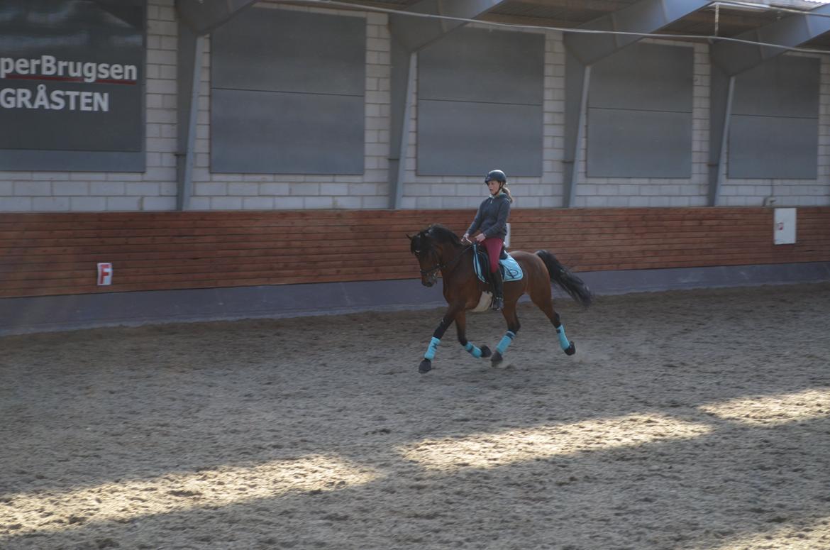 Welsh Cob (sec D) De Kuilen's Majoor Jan (Majoor) billede 1