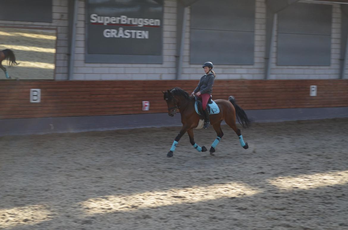 Welsh Cob (sec D) De Kuilen's Majoor Jan (Majoor) billede 17