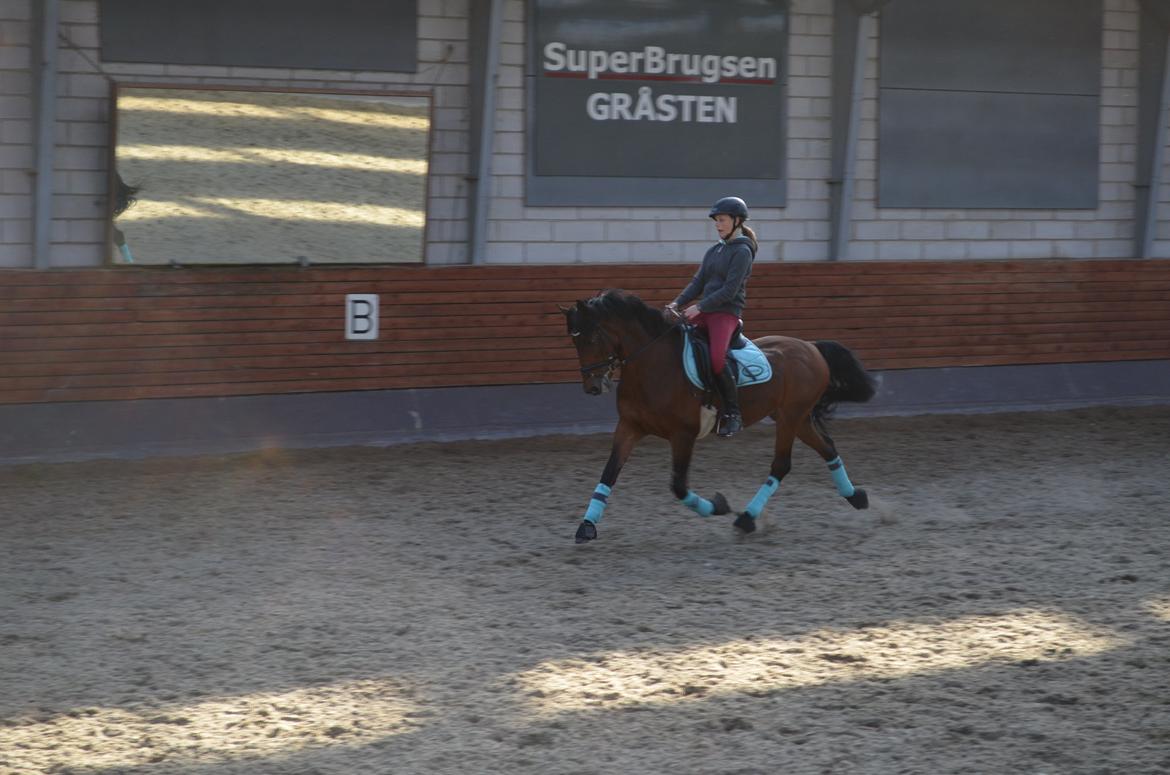 Welsh Cob (sec D) De Kuilen's Majoor Jan (Majoor) billede 18