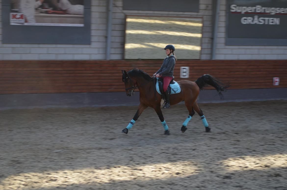Welsh Cob (sec D) De Kuilen's Majoor Jan (Majoor) billede 19