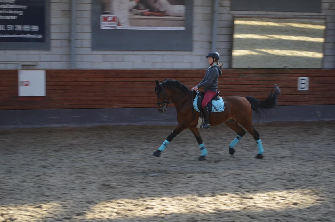Welsh Cob (sec D) De Kuilen's Majoor Jan (Majoor) billede 20