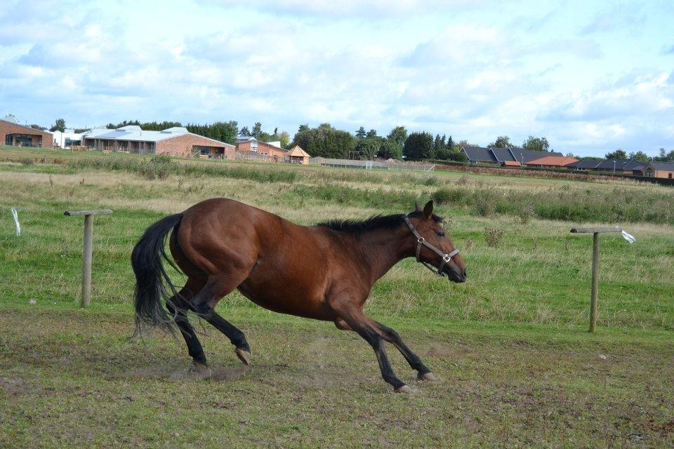 Anden særlig race L`amour (solgt )  billede 2