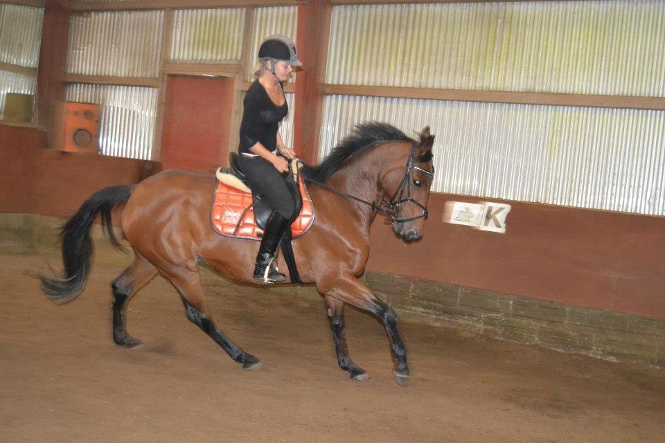 Anden særlig race L`amour (solgt )  billede 3