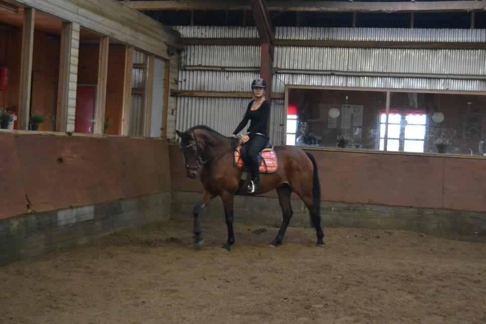 Anden særlig race L`amour (solgt )  billede 4