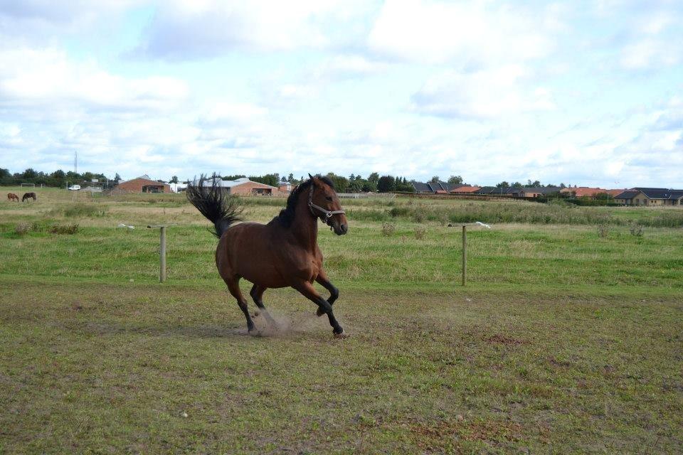 Anden særlig race L`amour (solgt )  billede 5