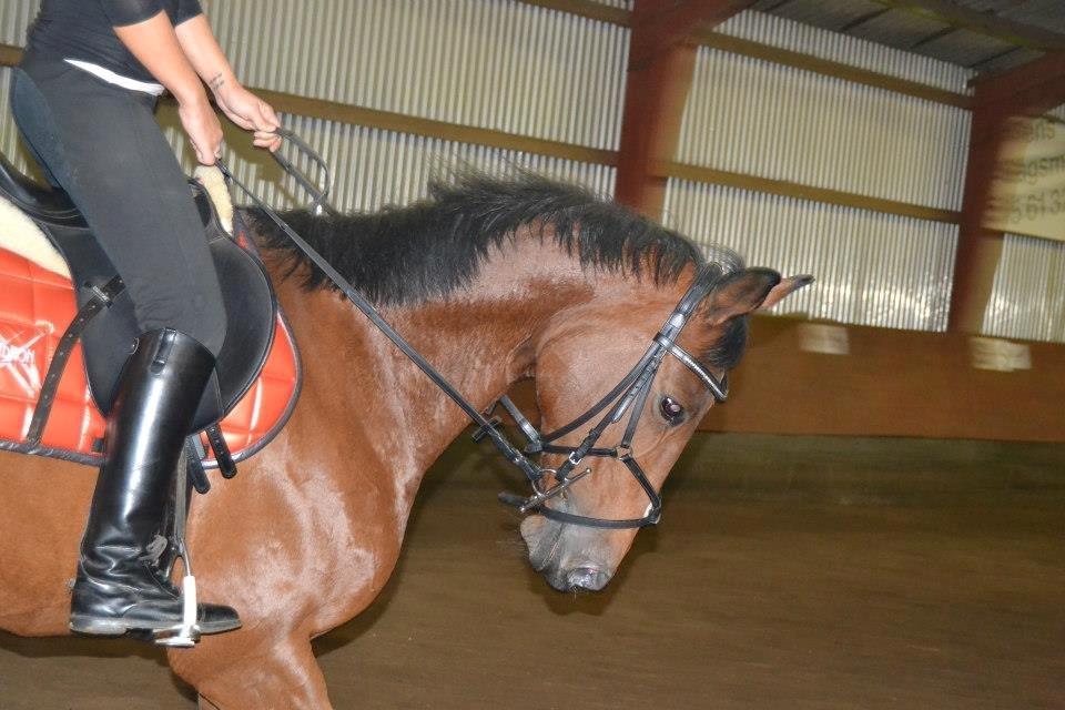 Anden særlig race L`amour (solgt )  billede 7