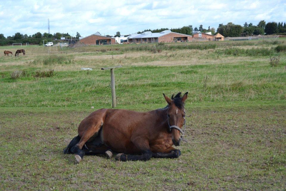 Anden særlig race L`amour (solgt )  billede 9