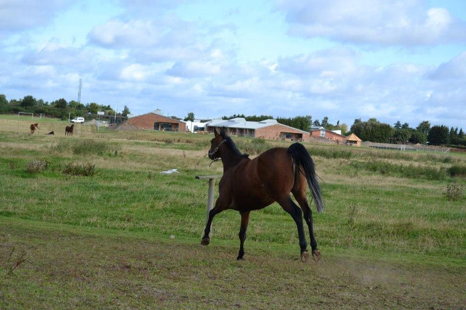 Anden særlig race L`amour (solgt )  billede 10