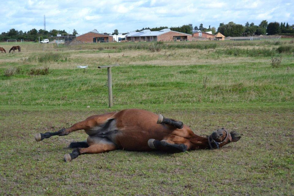 Anden særlig race L`amour (solgt )  billede 11