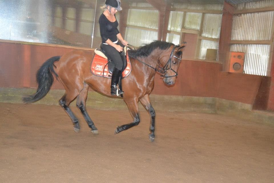 Anden særlig race L`amour (solgt )  billede 12