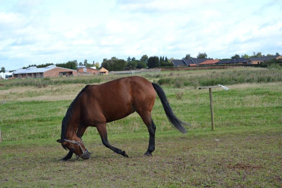 Anden særlig race L`amour (solgt )  billede 13