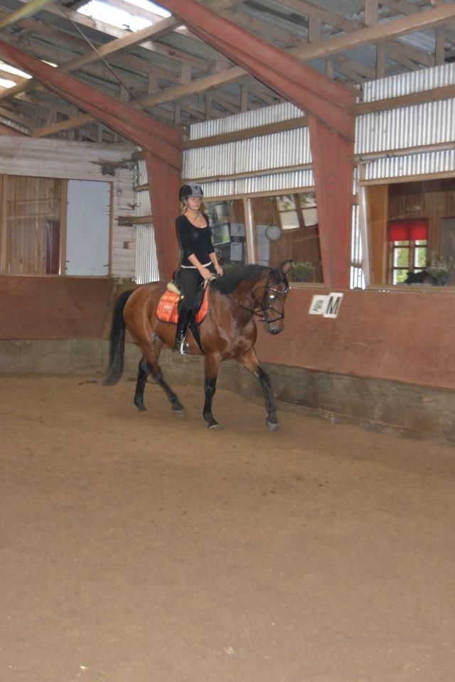 Anden særlig race L`amour (solgt )  billede 14